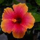 ����� �������� �� ������� �����������