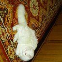 ���� ����, �����������-��-�����, 42 ���� - ��������� 20 ����� 2014 � ������ ���� ����������