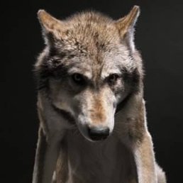 ���� ������, ���� - ��������� 28 ���� 2014