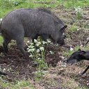 ���� ���������, ��������, 45 ��� - ��������� 12 ���� 2014 � ������ ������߻