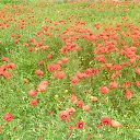 ���� Huliganka)), ������ - ��������� 12 ��� 2014 � ������ ���� ����������