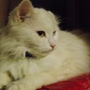 ���� ����, ������, 63 ���� - ��������� 16 ������ 2014