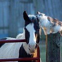 ���� Liliya, ��������, 55 ��� - ��������� 7 ������ 2014 � ������ ������ ��������