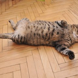 ���� ������, ������ - ��������� 11 ������� 2014