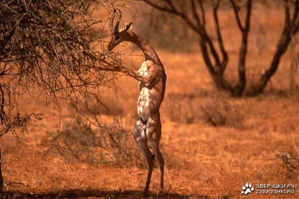  (Litocranius walleri),           ...