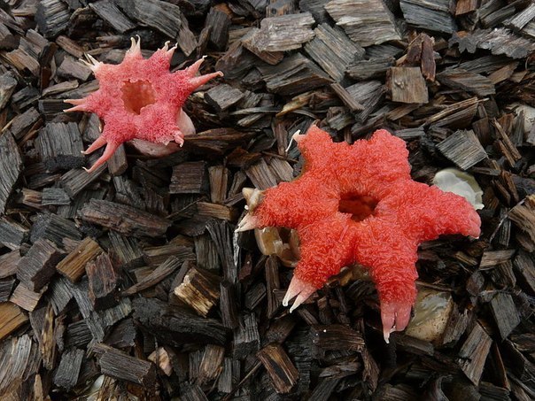     .1.   (Lactarius indigo).    ... - 7