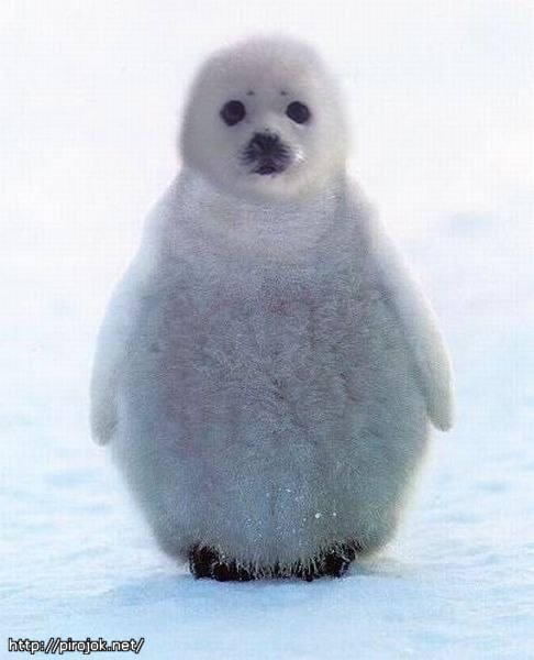 Favorite animals. - 18 ���� 2014 � 20:17