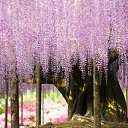 ���� �e� �, ������, 55 ��� - ��������� 16 ����� 2014 � ������ ���� ������