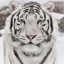 ���� �����, �������, 43 ���� - ��������� 13 ������ 2014