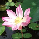 �������� ����� �� ������� ���� ����������