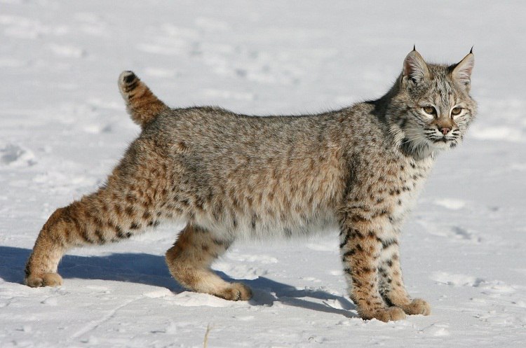 ����� - ���.(�������� ���)