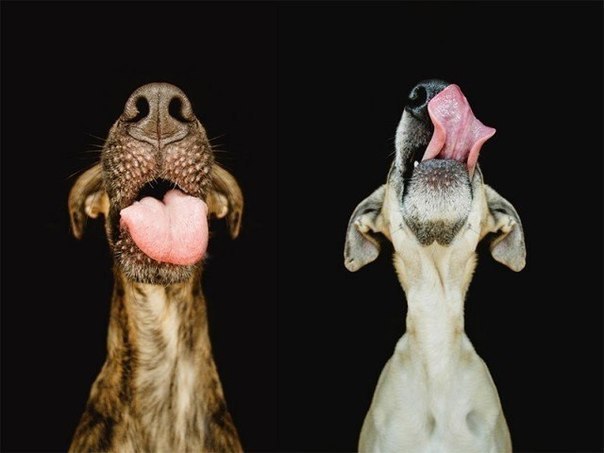      Elke Vogelsang - 5