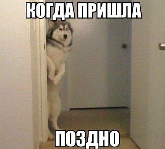 Наши любимцы :3 - 13 августа 2014 в 15:10