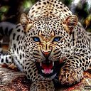 ���� ����, ������������, 51 ��� - ��������� 18 ������� 2014 � ������ ������ ��������