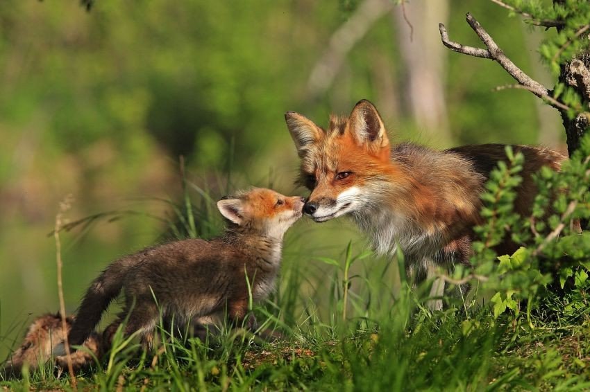     . #animal@travel.blog - 3