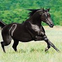 Black horse...