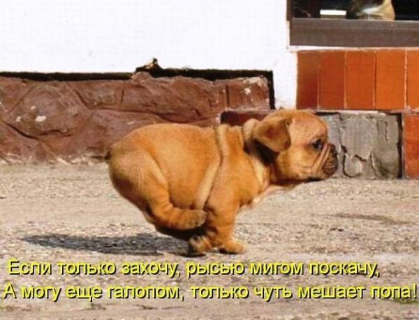 .•°Dogs Forever°•. - 10  2014  20:25