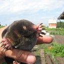 ���� �������, �����������, 63 ���� - ��������� 31 ���� 2014 � ������ ���� ����������