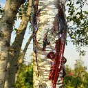 ���� ����������, ������� ��������, 63 ���� - ��������� 7 ���� 2014 � ������ ����� ����