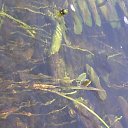 ���� ����, ������, 51 ��� - ��������� 9 ���� 2014 � ������ �������