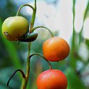 ���� �����, �����, 64 ���� - ��������� 21 ������� 2014 � ������ ������Ż