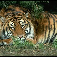 �������, 41 ���, ��������