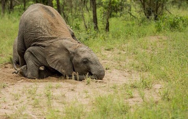  , Singita Kruger National Park.        .  ...