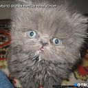 ���� �������, ������-��-����, 48 ��� - ��������� 4 ������ 2014 � ������ ������ ��������