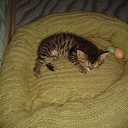 ���� �������, ������, 38 ��� - ��������� 29 ���� 2014