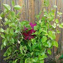 ���� ������, �����-���������, 70 ��� - ��������� 21 ������� 2014 � ������ �����