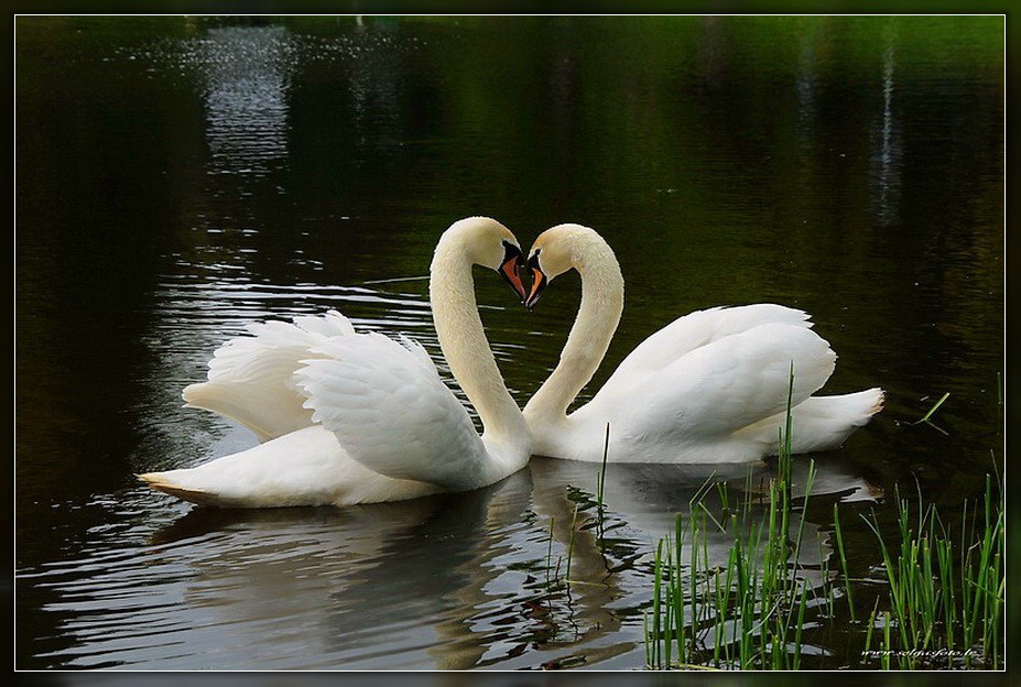 Favorite animals. - 15 ���� 2014 � 20:21