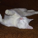 ���� ����, ���������, 34 ���� - ��������� 29 ����� 2014 � ������ ������ ��������