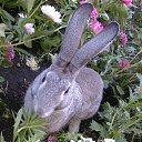 ���� ����, ���, 26 ��� - ��������� 17 ����� 2014