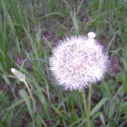  Nadegda,  -  8  2014