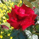 ���� �������, �����������, 71 ��� - ��������� 27 ���� 2014 � ������ ���� ������� �������