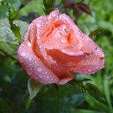 ���� �����, �����, 63 ���� - ��������� 27 ���� 2014 � ������ ������ ��������