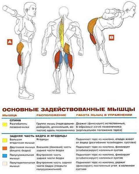 УПРАЖНЕНИЯ НА РАЗВИТИЕ МЫШЦ СПИНЫ: 1.Становая тяга 2.Тяга штанги в наклоне 3.Тяга штанги в наклоне ...