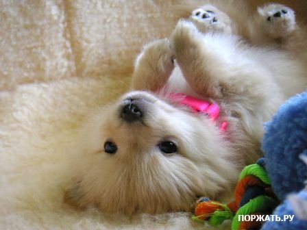 Favorite animals. - 19 ���� 2014 � 19:44