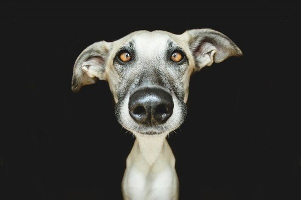      Elke Vogelsang - 6