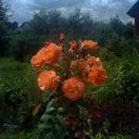  , -, 62  -  12  2014    