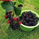 ���� Yalcin, ��������, 53 ���� - ��������� 20 ���� 2014 � ������ ������ ��������