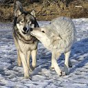 ���� ����, �������, 21 ��� - ��������� 29 ���� 2014