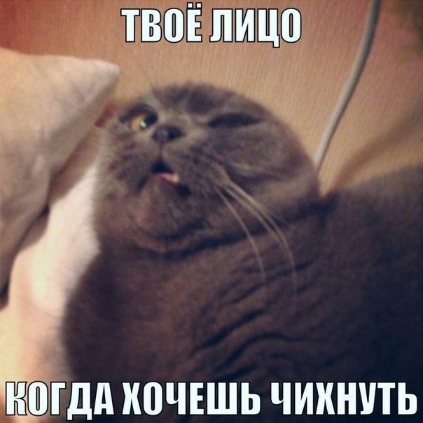 Наши любимцы :3 - 5 августа 2014 в 14:10