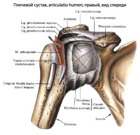 Откуда берутся травмы плечевых суставов? Понятно, что травмы плеч можно получить не только в ...