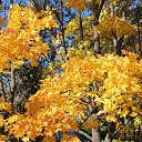 ������� �������� 2013 �����