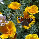 ���� �����, ������, 65 ��� - ��������� 4 ������ 2014 � ������ ���� ����������