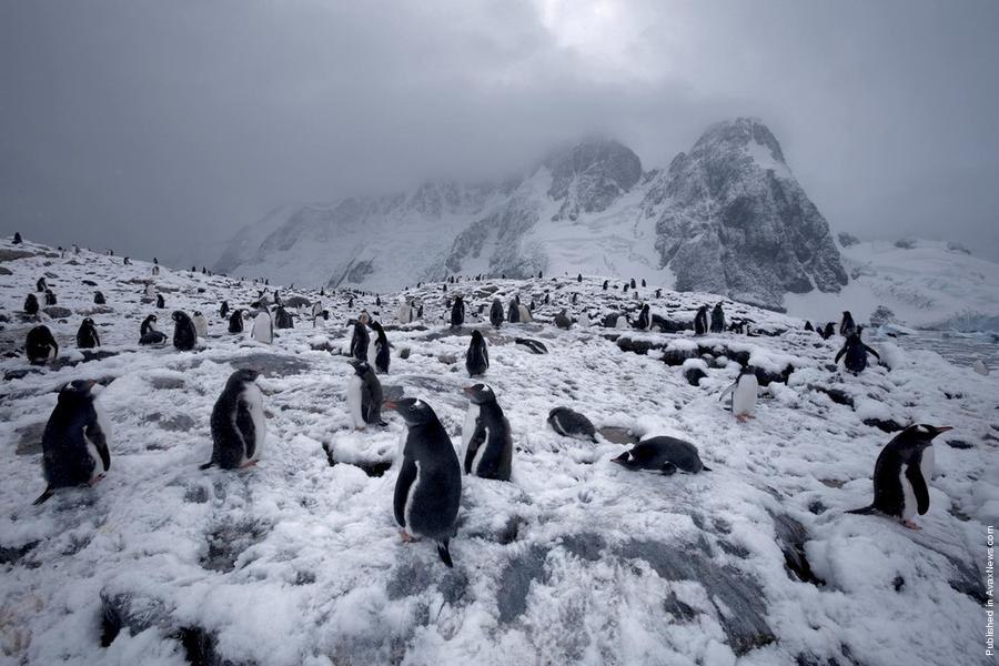     .  (Paul Nicklen)    National Geographic  ... - 21