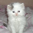 ���� ����, �������� - ��������� 2 ��� 2014 � ������ ���� ����������