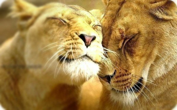 �������� - ��� ����� �������� � ����� ��������. ��� �� ���������� �������: ���� ������. ��� �������.