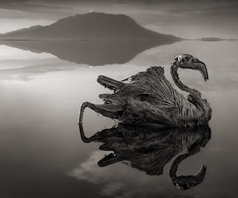      .    (Lake Natron)     ... - 10